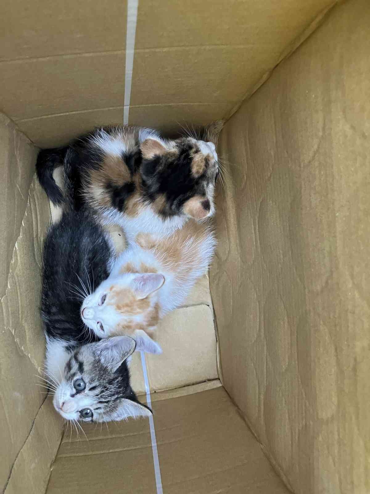 レス37番の画像1